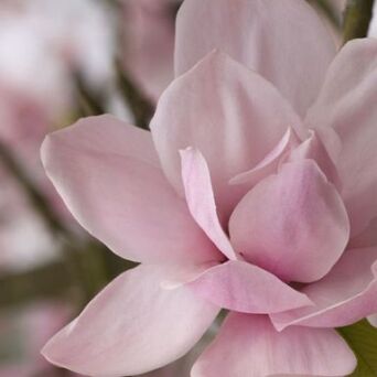 Komp zapachowa SUBTLE FLOWERS 1l