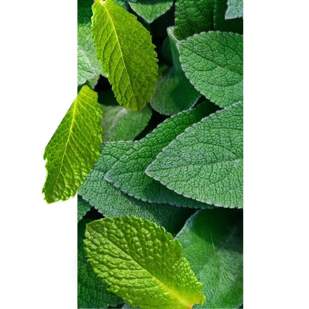 Kompozycja zapachowa GREEN ISLAND świeża, zielona, nietuzinkowa 100ml