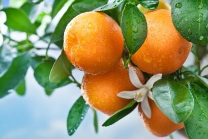 Kompozycja zapachowa ORANGE GARDEN 100ml
